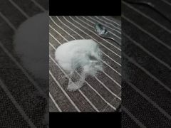 Узнайте, почему стоит выбрать порошок MSM размером 40-80 меш, протестированный методом ГХ, с общим содержанием тяжелых металлов 3